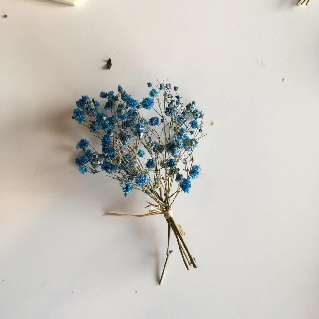 Mini Dried Lagurus Ovatus (Bunny Tail Grass) & Cotton Sunflower Grass l 20 Styles Natural Real Dried Flowers for Home Decoration