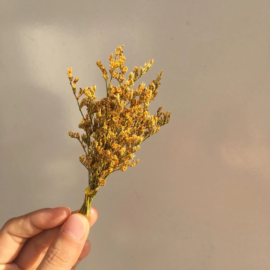 Mini Dried Lagurus Ovatus (Bunny Tail Grass) & Cotton Sunflower Grass l 20 Styles Natural Real Dried Flowers for Home Decoration