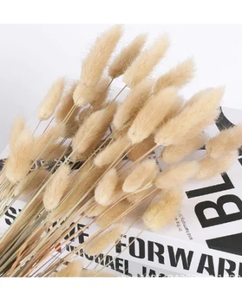 Dried Rabbit Tail Flower (Lagurus Ovatus) l 10pcs / 30pcs / 60pcs Natural Dried Pampas Grass Bouquet for Home Decor, Wedding, Vase Arrangement
