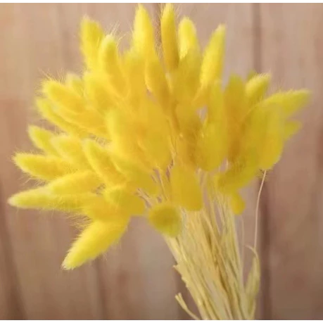 Dried Rabbit Tail Flower (Lagurus Ovatus) l 10pcs / 30pcs / 60pcs Natural Dried Pampas Grass Bouquet for Home Decor, Wedding, Vase Arrangement