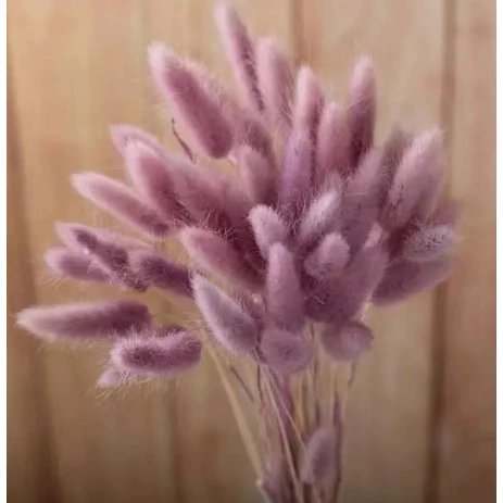 Dried Rabbit Tail Flower (Lagurus Ovatus) l 10pcs / 30pcs / 60pcs Natural Dried Pampas Grass Bouquet for Home Decor, Wedding, Vase Arrangement